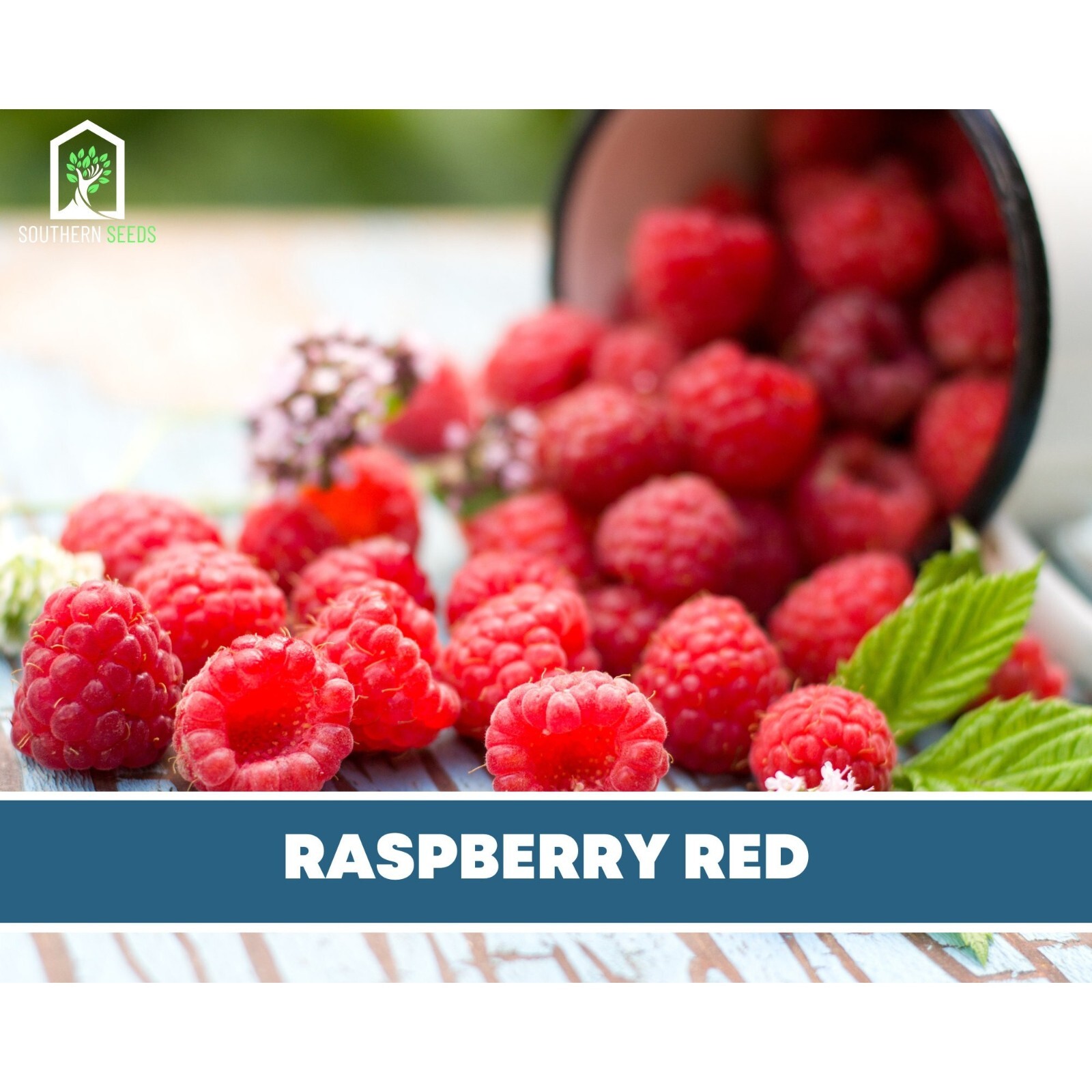 Raspberry, Red European – Heirloom Seeds – Non GMO (Rubus idaeus var. idaeus)