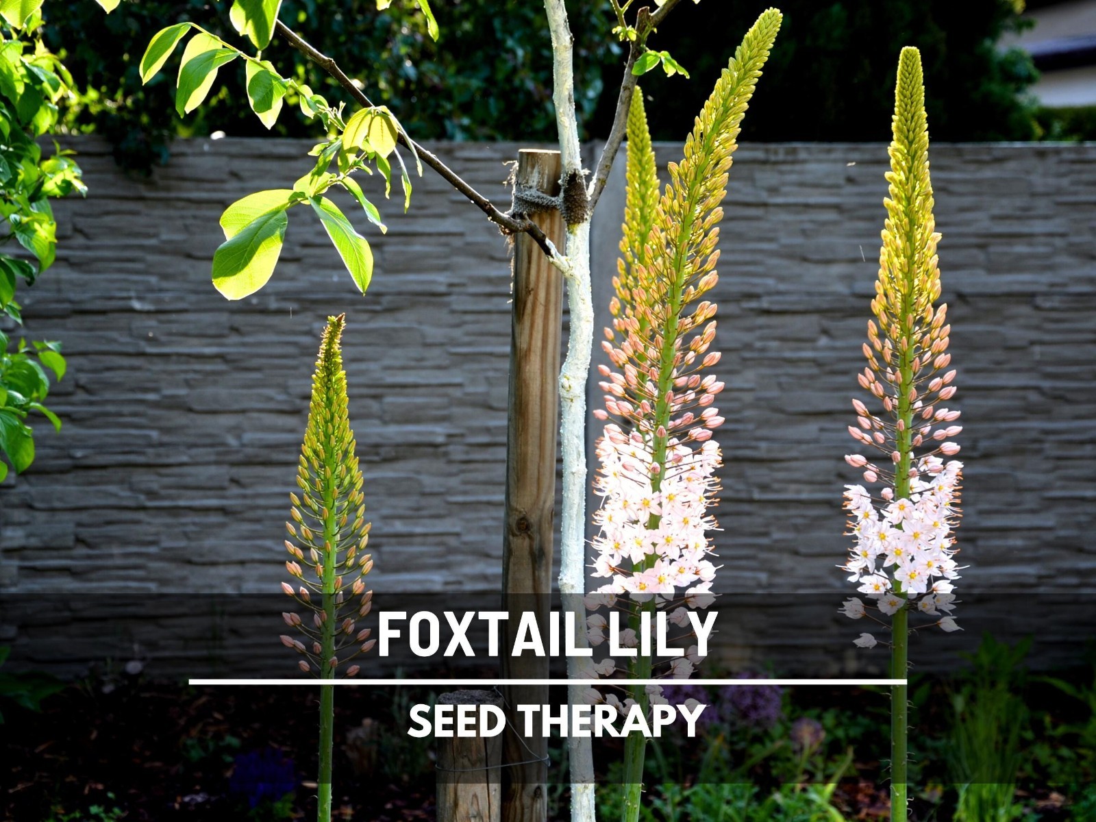 Foxtail Lily Seeds – Desert Candle, Evergreen Perennial, Towering Flowers