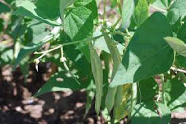 BEAN, BLACK TURTLE POLE BEAN, HEIRLOOM, 100+ SEEDS, TERRIFIC BLACK BEAN
