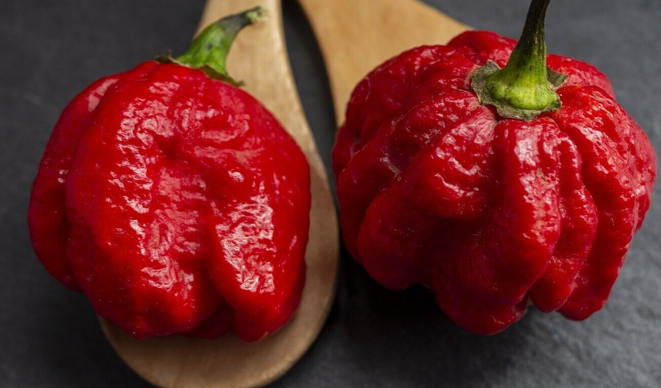 15 Newly Harvested Super-Hot Trinidad Scorpion Red Moruga Pepper Seeds-A 66