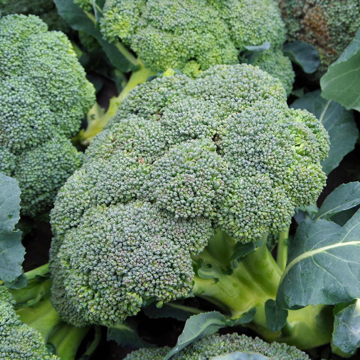 1/4 Lb Waltham 29 Broccoli Seeds – Everwilde Farms Mylar Seed Packet