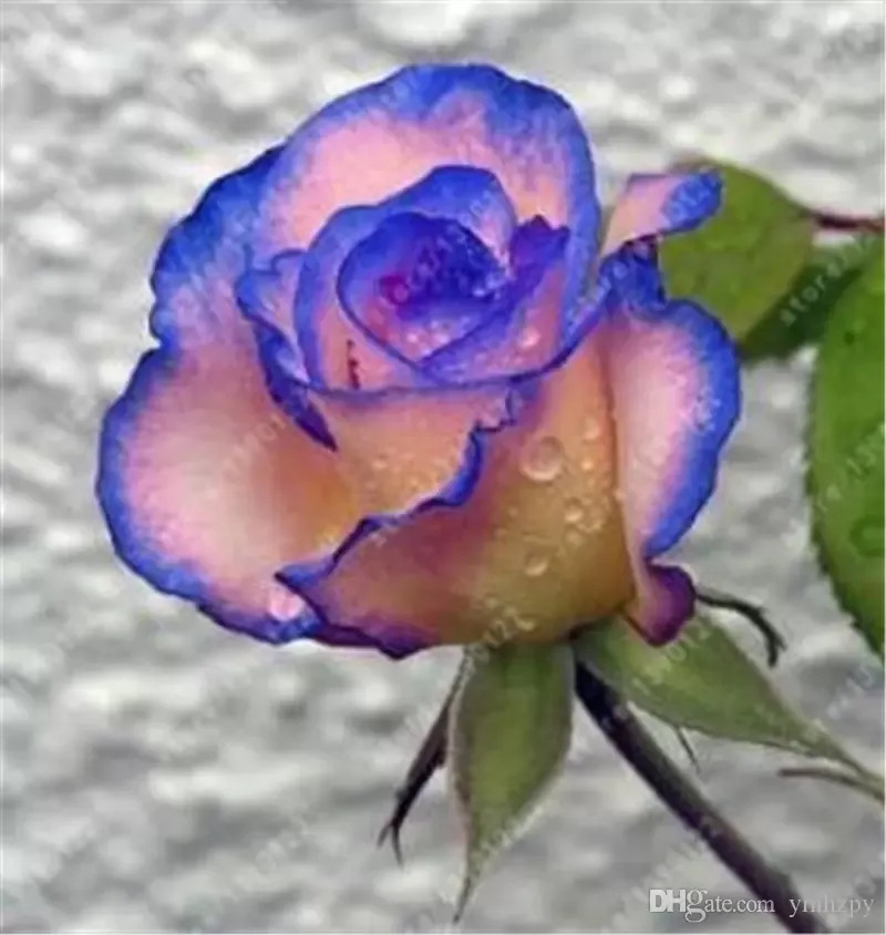 20 SEEDS for Navy Blue/Baby Pink RARE Rose flower Bush exotic plant USA Seller