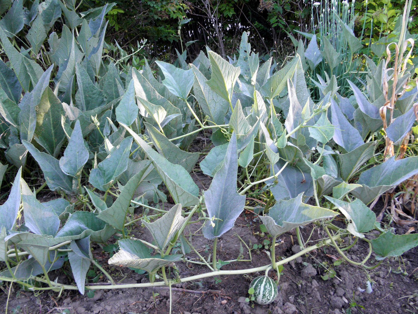 Buffalo (Coyote) gourd – Rare, wild vine, drought resistant, widely adaptable