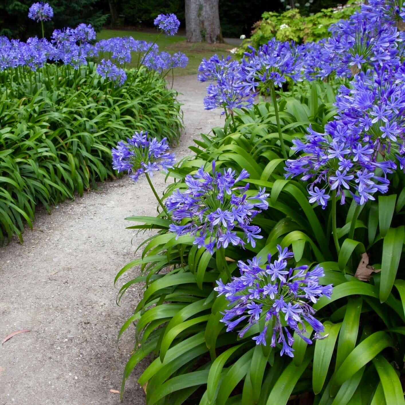25 Seeds Lily of the Nile Blue Agapanthus African Lily