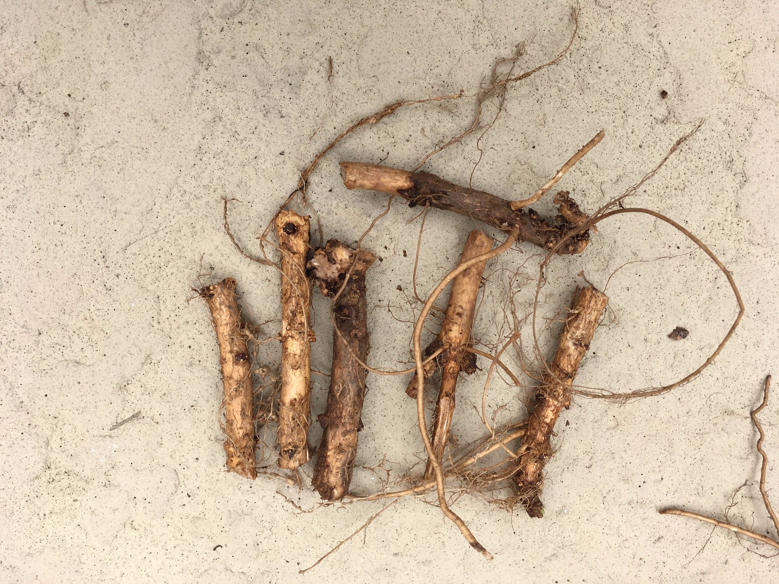 Start This Year’s Crop Today. 12 Organic Cascade Hop Rhizomes, $60.00