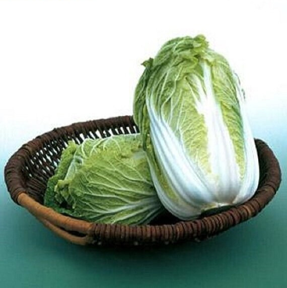 1200+ Kyoto No 3 Japanese Napa Cabbage Seeds – Chinese Lettuce – Bok Choy Asian