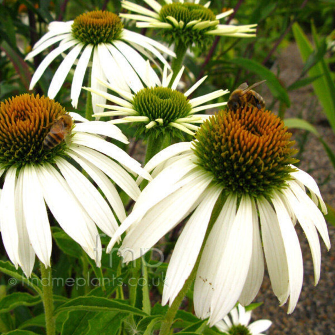 40 Seeds White Swan Coneflowers Echinacea Purpurea Alba~Beautifully Fragranced !