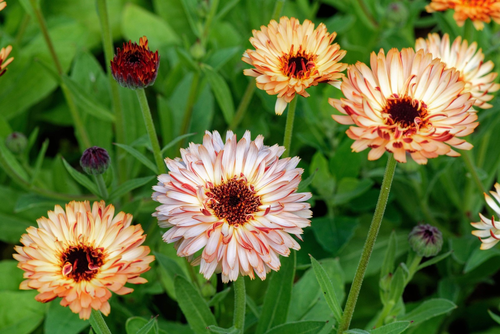 20 ZEOLIGHTS CALENDULA Officinalis MARIGOLD Flower Seeds Coral Peach Pink CombSH
