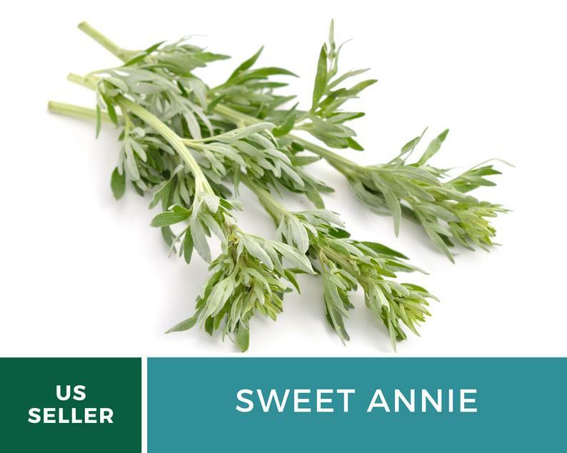 Sweet Annie – 50 Seeds – Medicinal Herb – GMO Free (Artemisia annua)