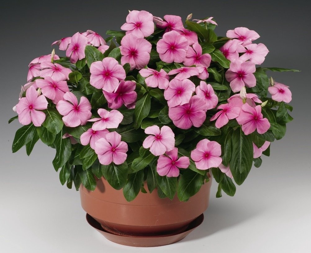 – Seeds Periwinkle Madagascar Vinca Rosea Mix Balcony Perennail Garden Pots F…