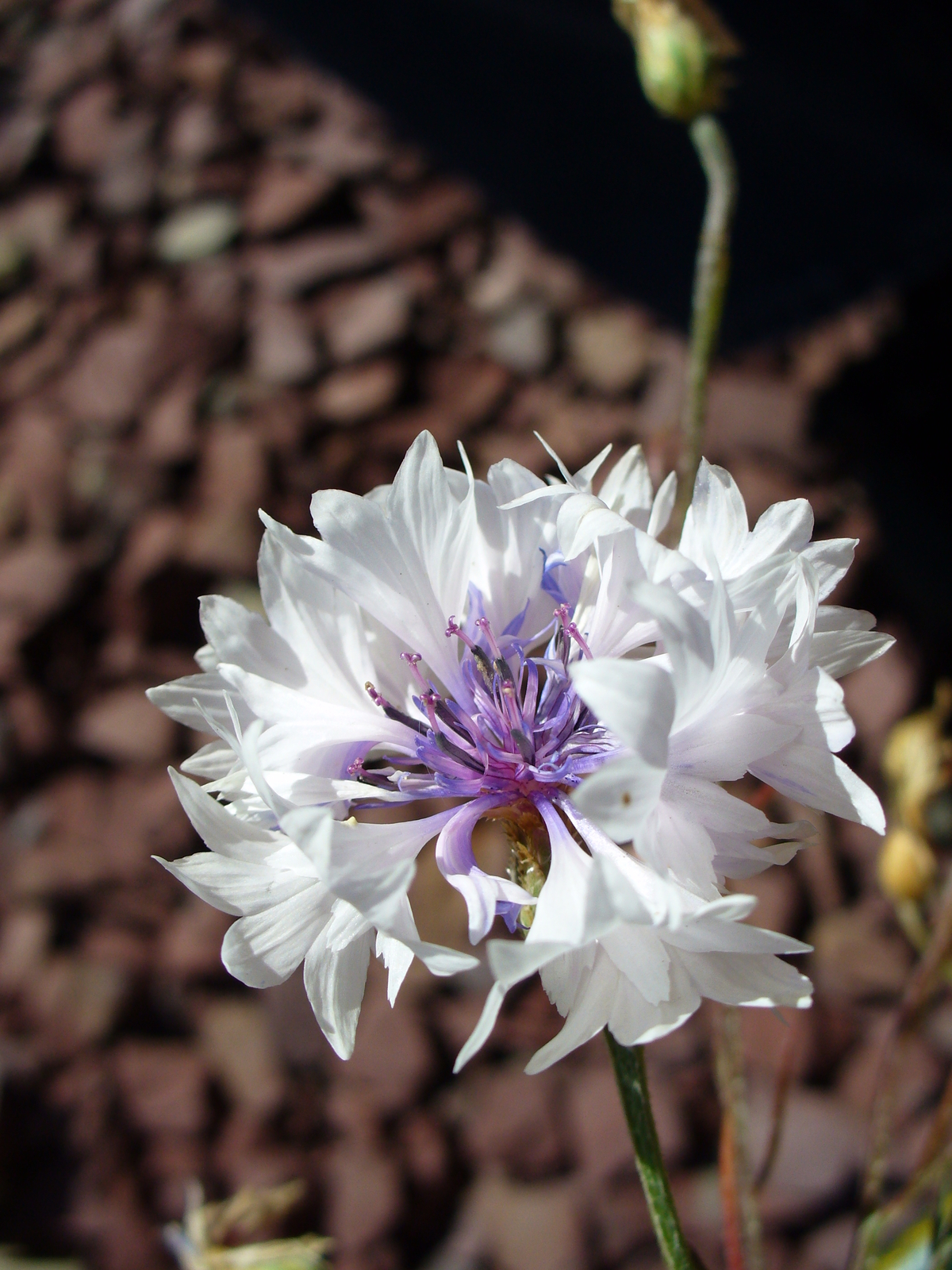 2,000 CENTAUREA CYANUS Seeds (White Cornflower) | NON-GMO | Free shipping