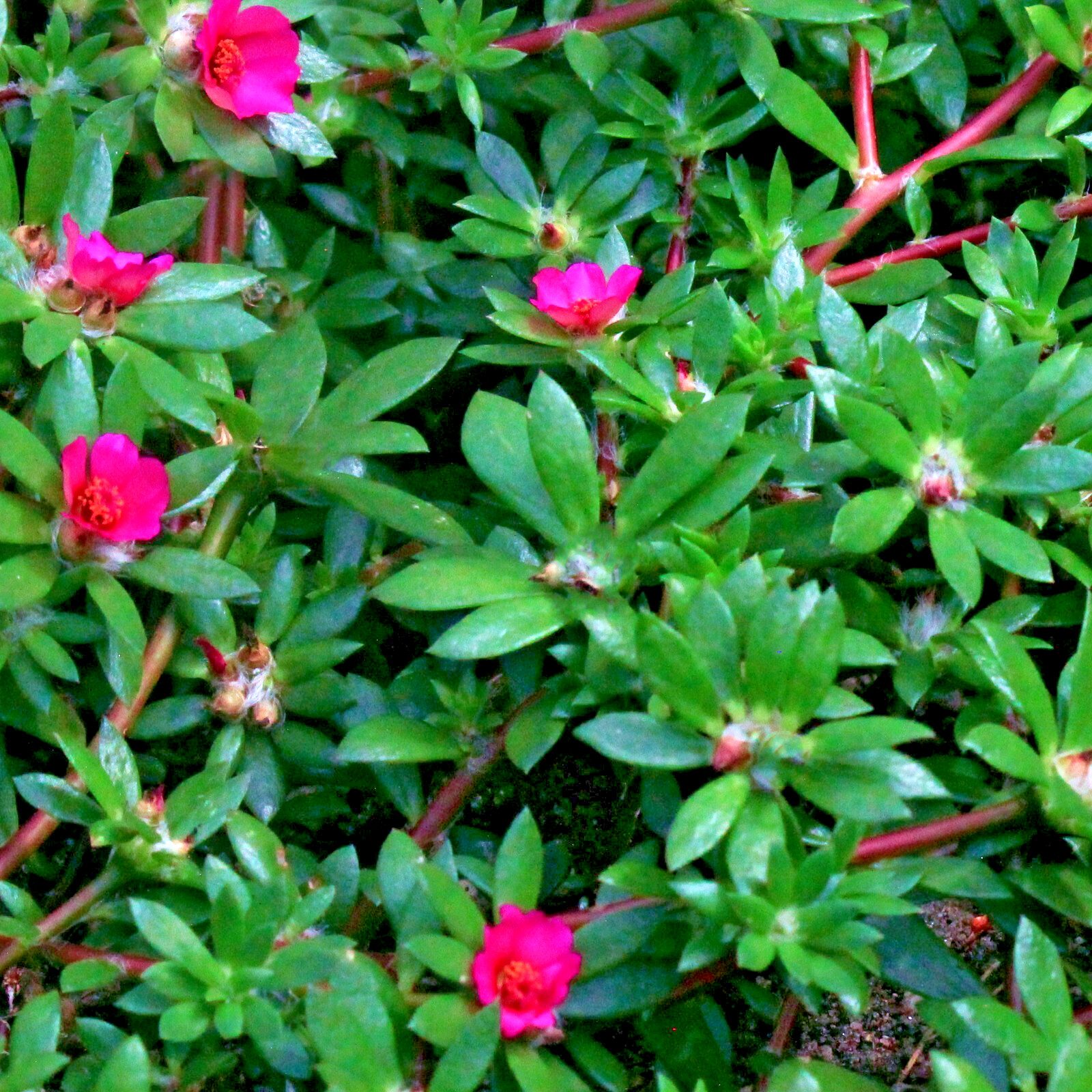 Pink moss rose 300+ seeds – paraguayan purslane ground cover – Portulaca amilis