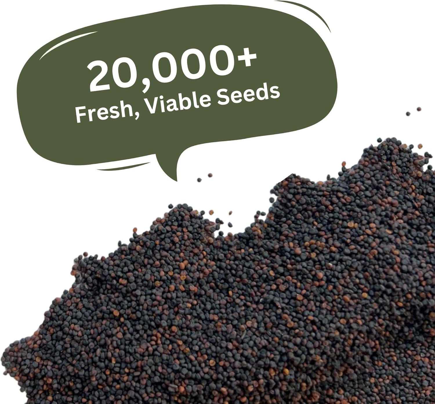 Baby’S Breath Seeds – 20,000+ Seeds – 1 Oz Bulk Resealable Packet – Quick Bloomi