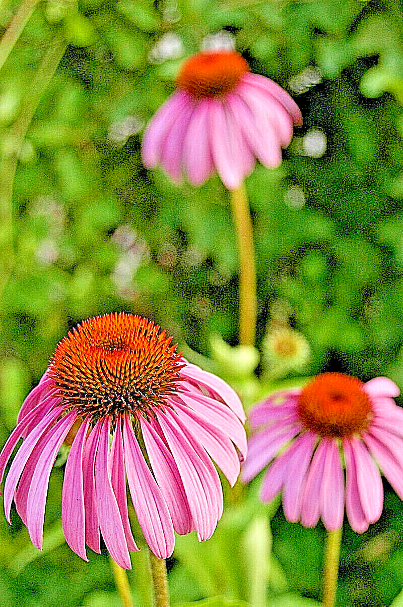 PURPLE ECHINACEA 100 SEEDS, CONEFLOWER, LARGE DAISY-LIKE FLOWERS, USA SELLER