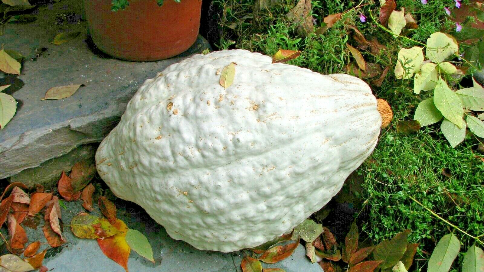 30+BLUE HUBBARD Winter Squash Seeds Heirloom Native Vegetable Sweet Potato Taste