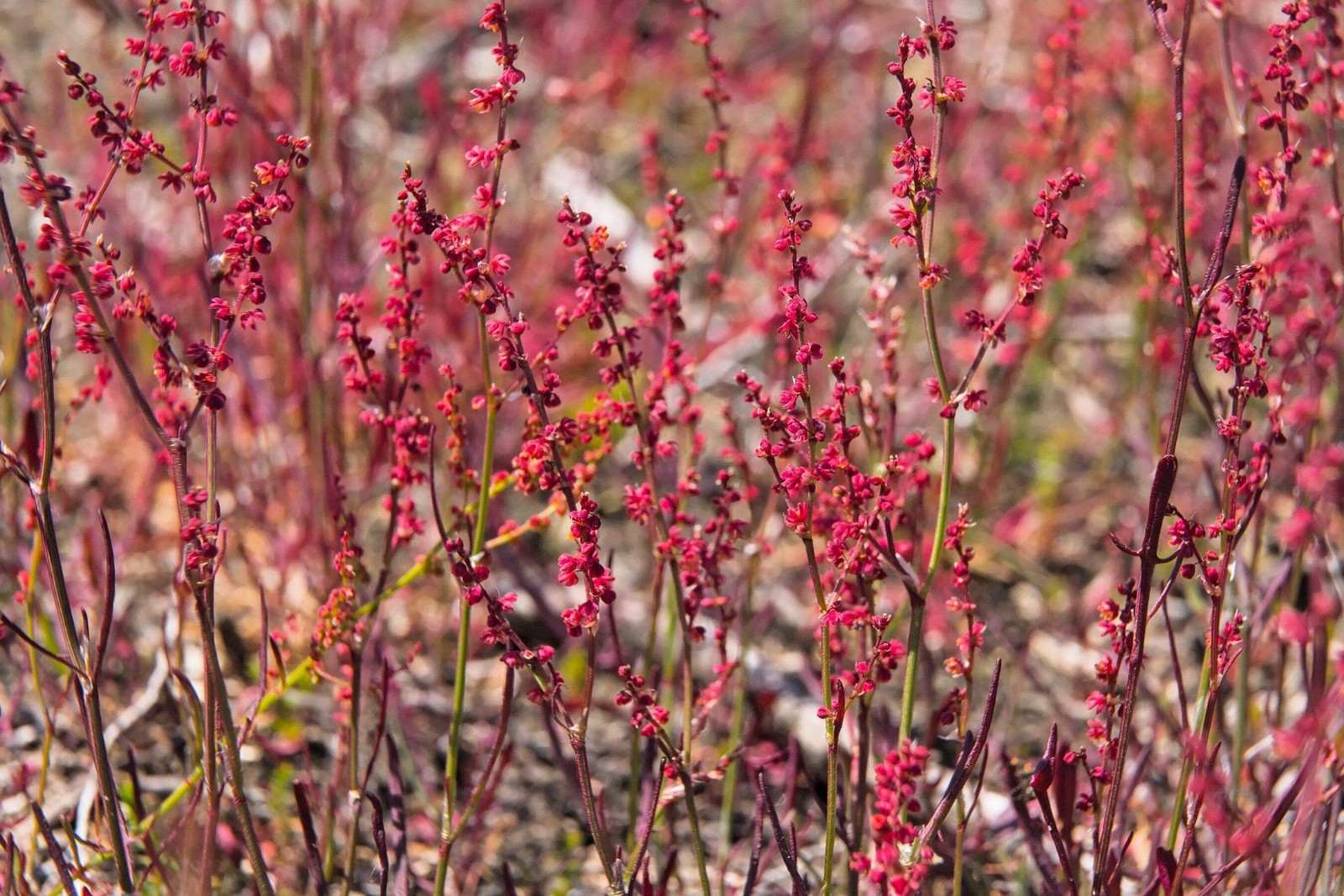 100 SHEEP SORREL Rumex Acetosella Red Field Sorrel Sour Weed Herb Flower Seeds