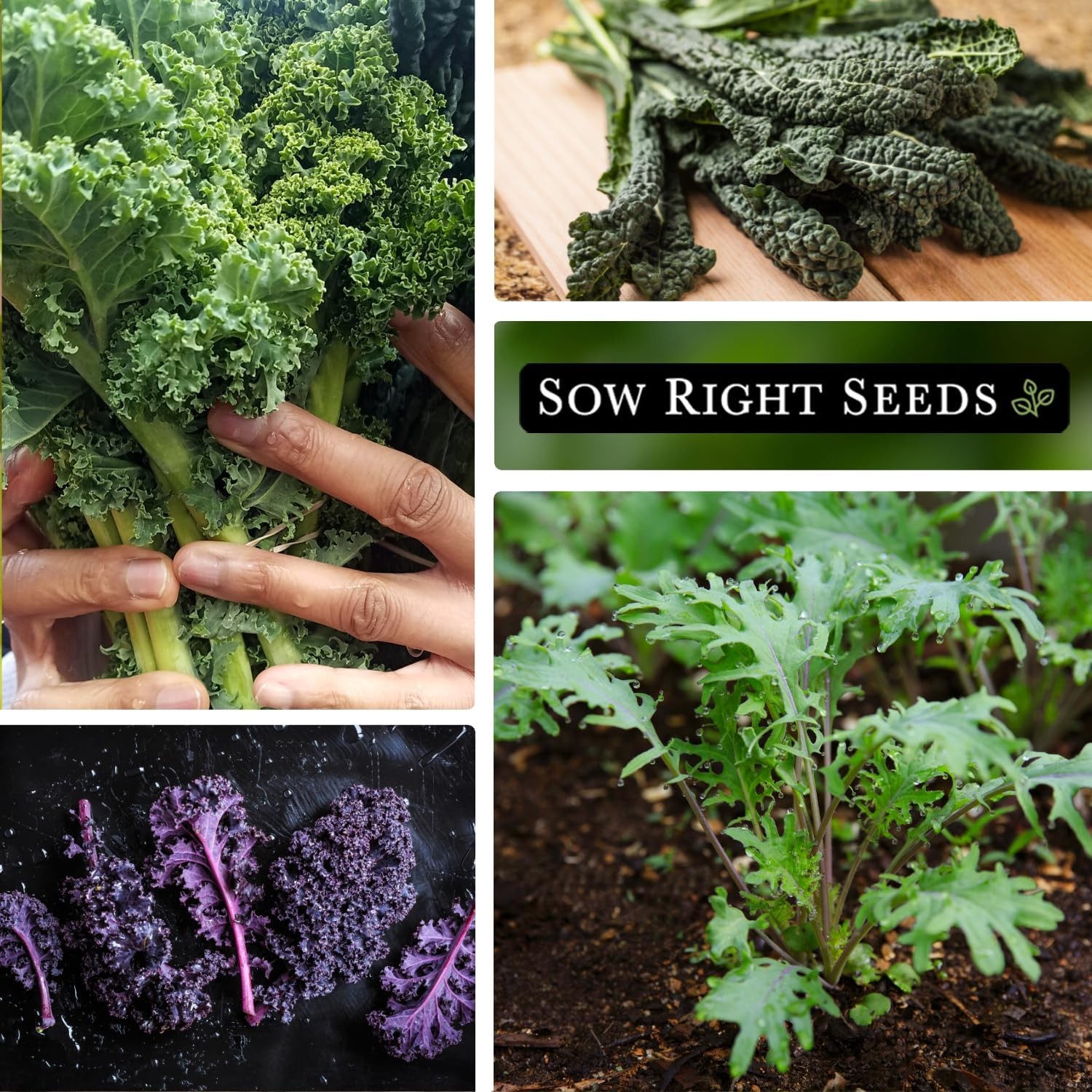 Sow Right Seeds – Kale Seed Collection for Planting – Non-GMO Heirloom Packet wi