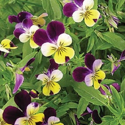 2,500 Johnny Jump Up Viola Flower Seeds Organic Non-GMO Purple and Yellow Flower