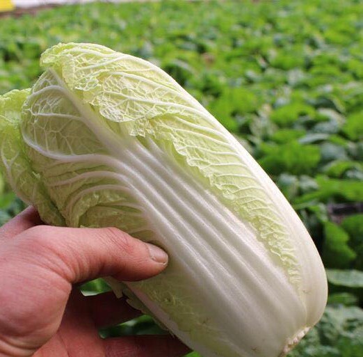 300+Baby Napa cabbage Quick Chinese mini Napa cabbage seeds 300多粒娃娃菜大白菜种子2023年新种