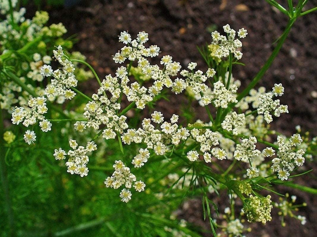 Caraway Seeds (25+ Seeds)