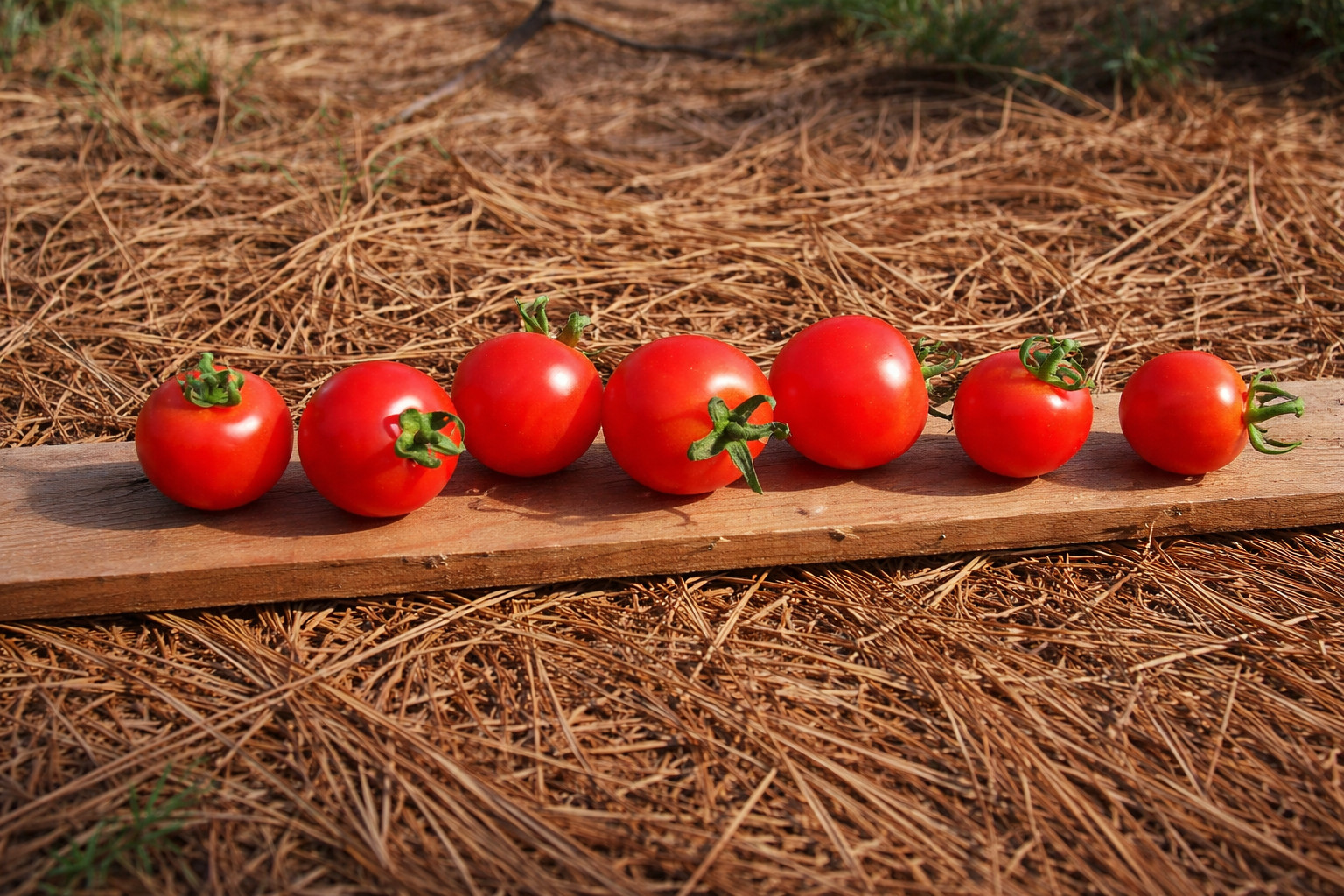 20 Washington Cherry Tomato Seeds-Organic- Sweet Early Heavy Yields- Non-GMO-USA