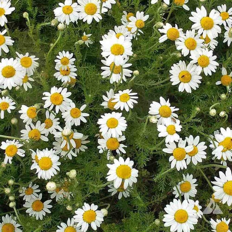 Roman Chamomile Seeds, Ground Cover Teas & Medicine, NON-GMO, Free Shipping