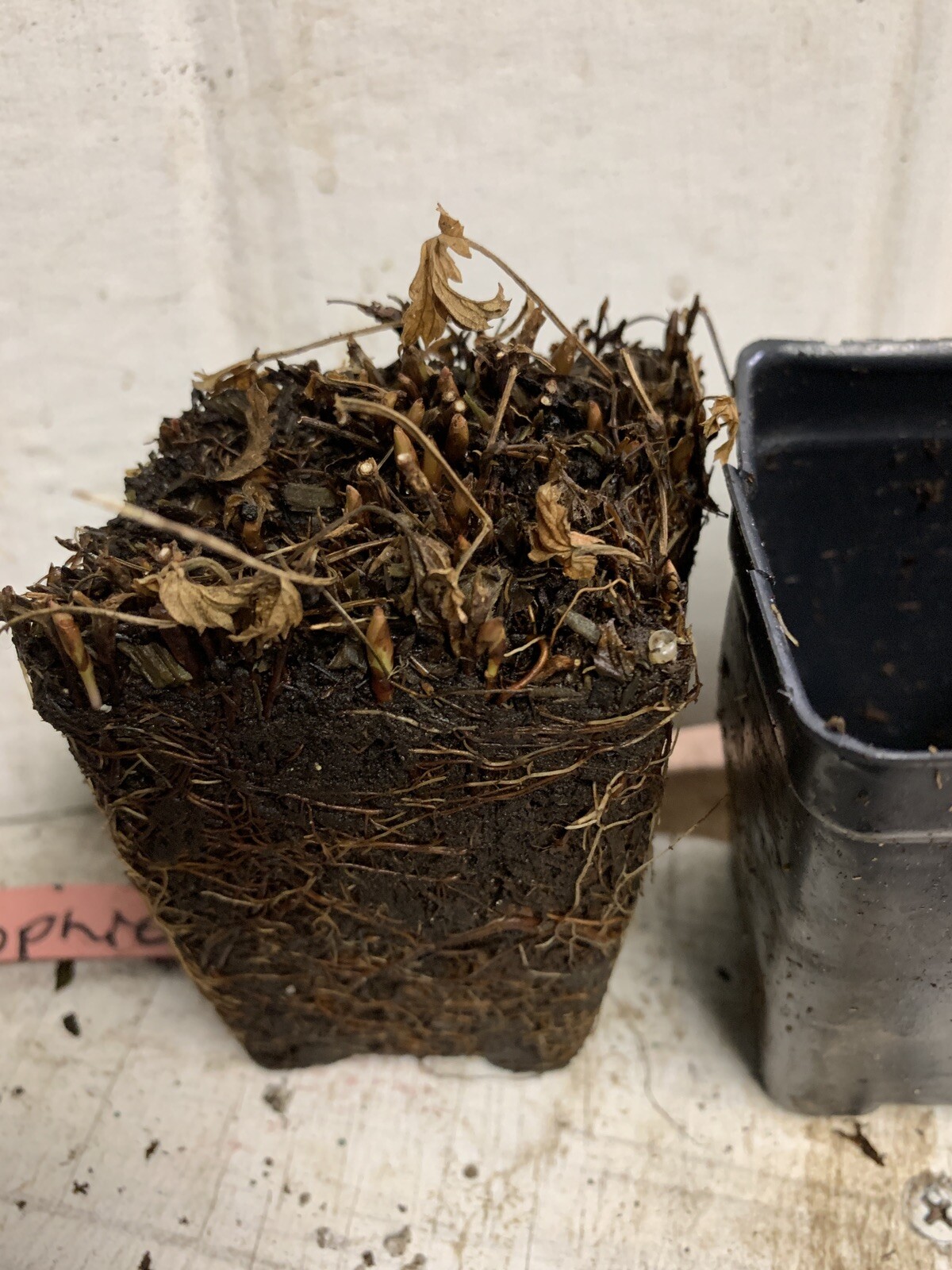 Arctic Raspberries ‘Beta’ and ‘Sophia’ (Rubus arcticus x stellarcticus) 2 pots