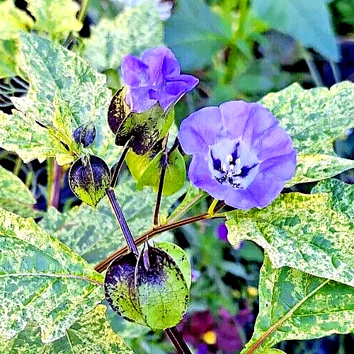rare variegated shoofly plant 100 seeds, Nicandra Phsalodes Var. Splash of cream