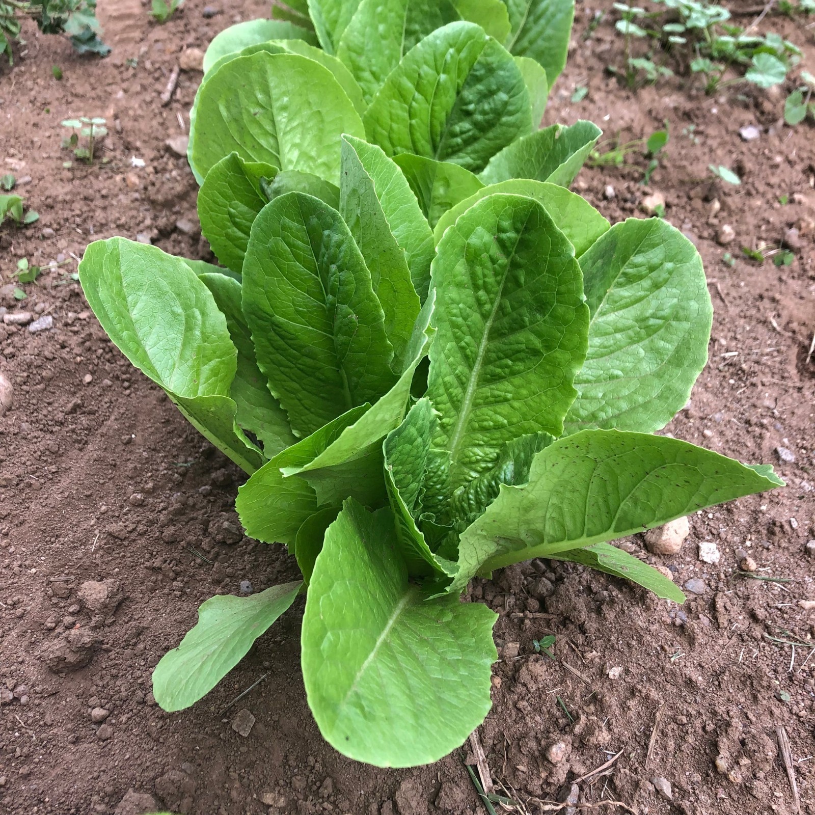 1g– Lettuce Seeds (900) – Premium Harvest of Fresh- Parris Island Romaine – B 64
