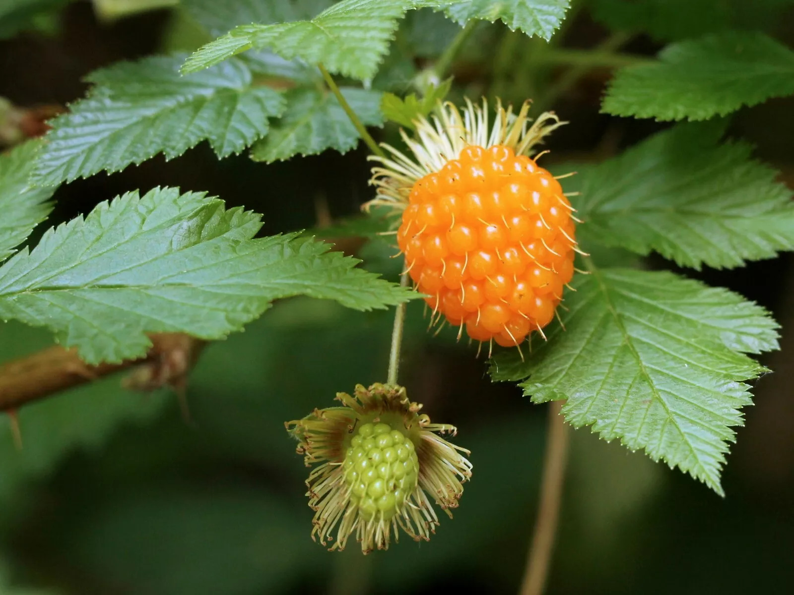 Salmonberry – Fruit bearing shrub – {RUBUS spectabilis} 25+ SEEDS USA POST