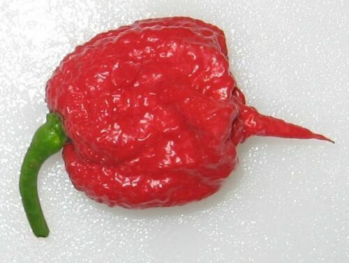 COMBO PACK Ghost pepper Carolina Reaper Trinidad Moruga Scorpion Hot chili seeds