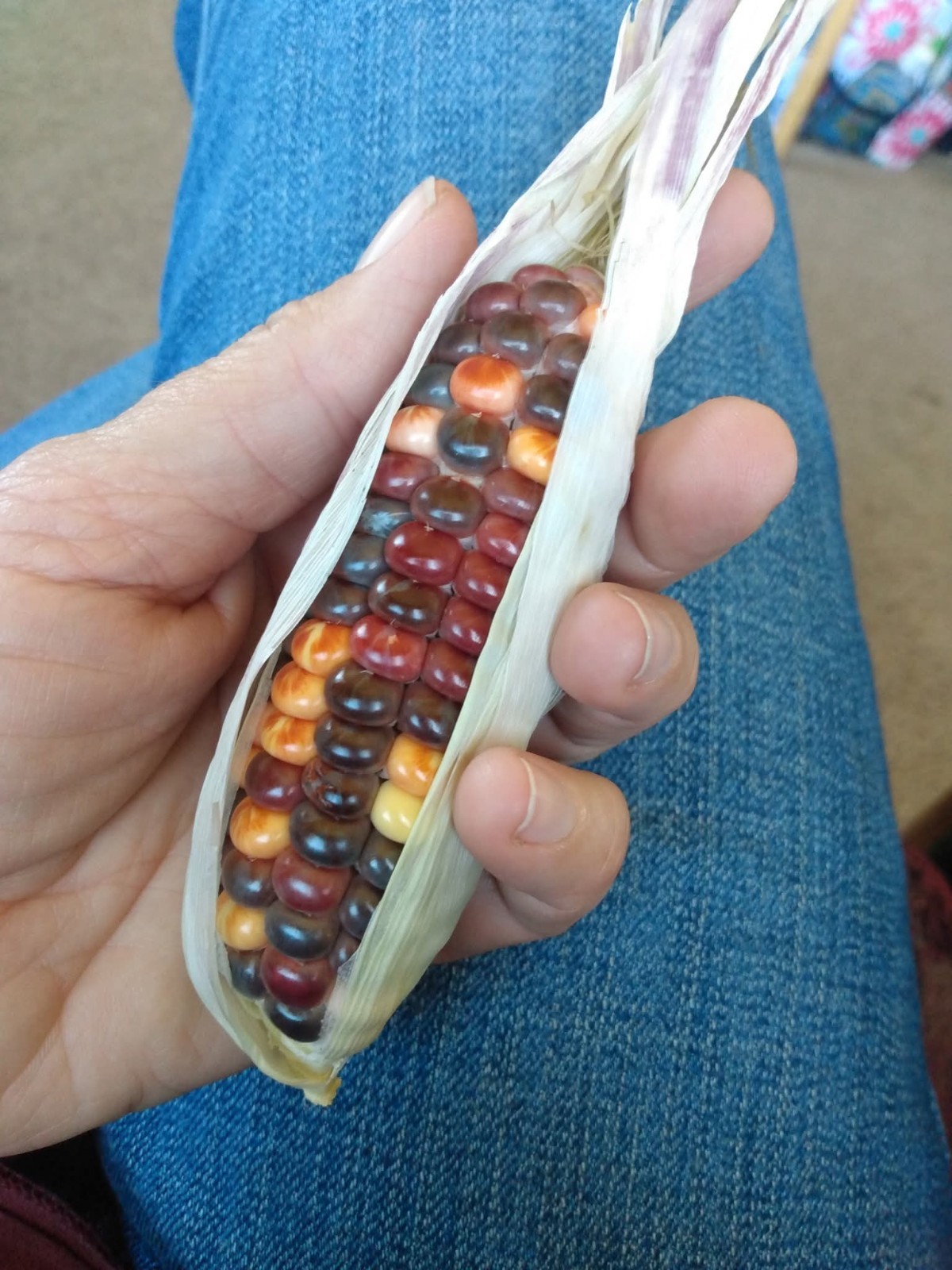 10+ Corn Seeds – RARE – Painted Mountain Flour Corn Seeds – Multicolor
