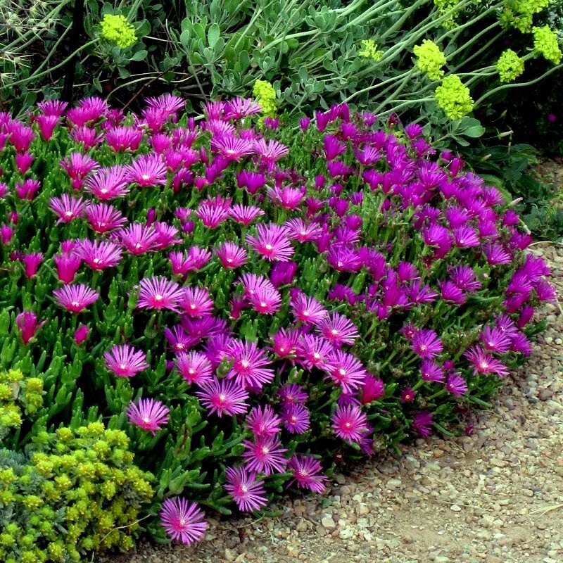 20 ICE PLANT Seeds (Delosperma Cooperi) Daisy Flower Hardy Ground Cover Plant