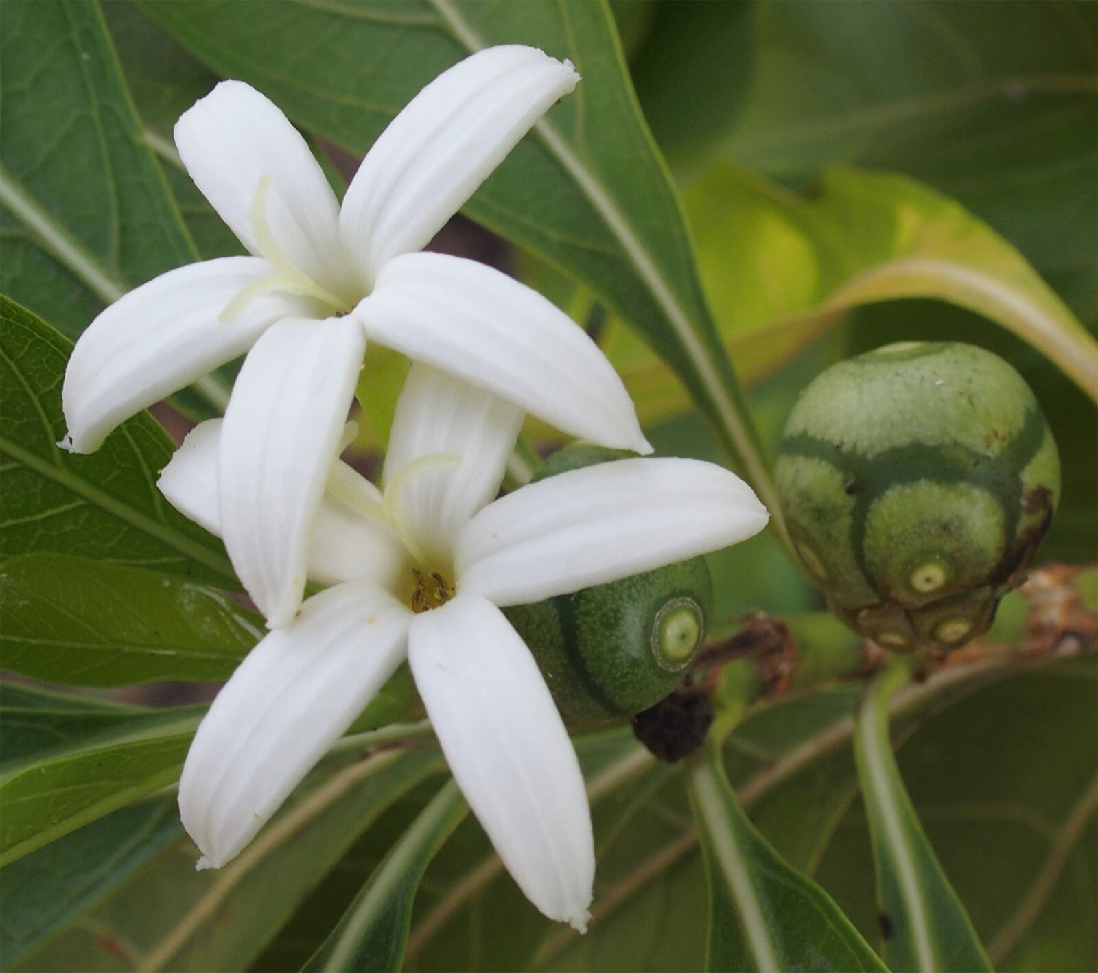 Morinda coreia | Indian Mulberry Tree | 10_Seeds