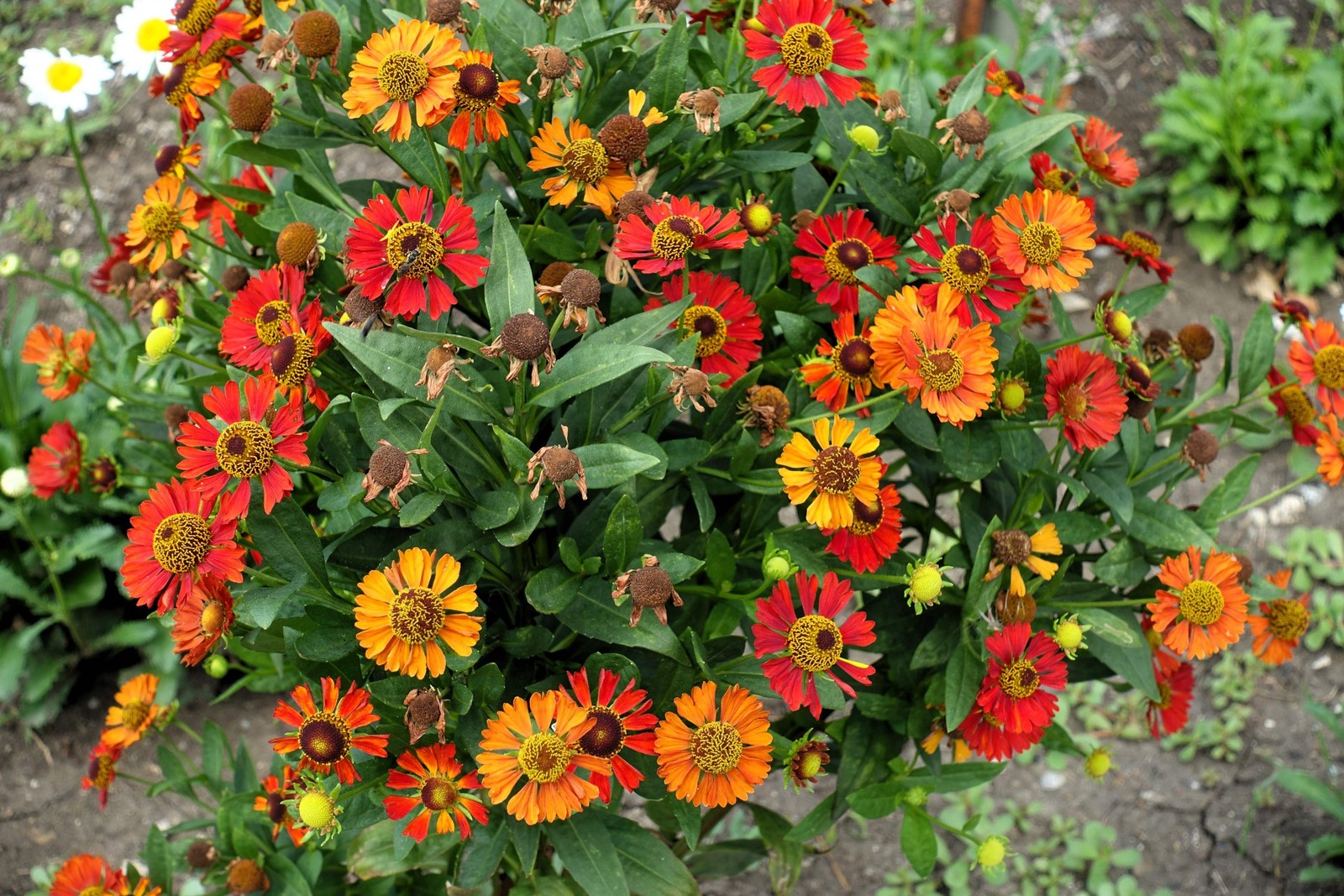 100 HELENIUM AUTUMN LEAVES Mix Helenium Autumnale Sneezeweed Flower Seeds