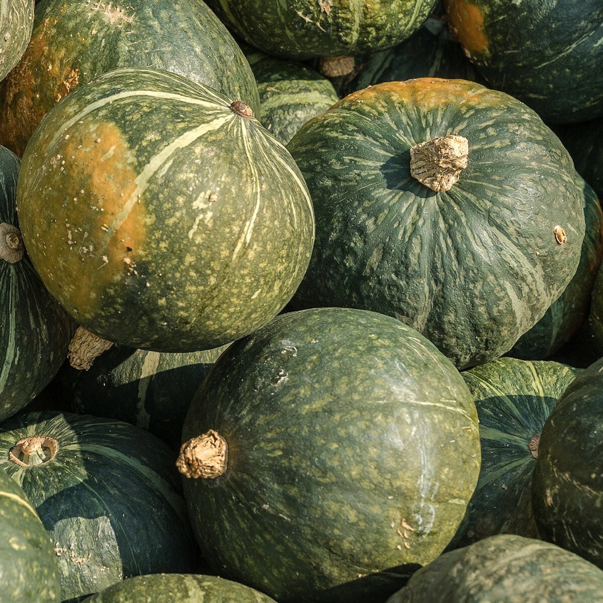 1/4 Lb Burgess Buttercup Winter Squash Seeds – Everwilde Farms Mylar Seed Packet