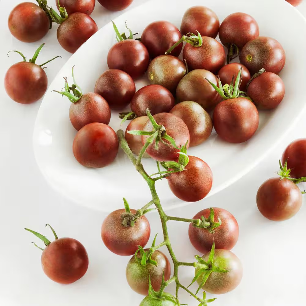 19.3 Oz. Black Cherry Tomato Plant, (2-Pack)
