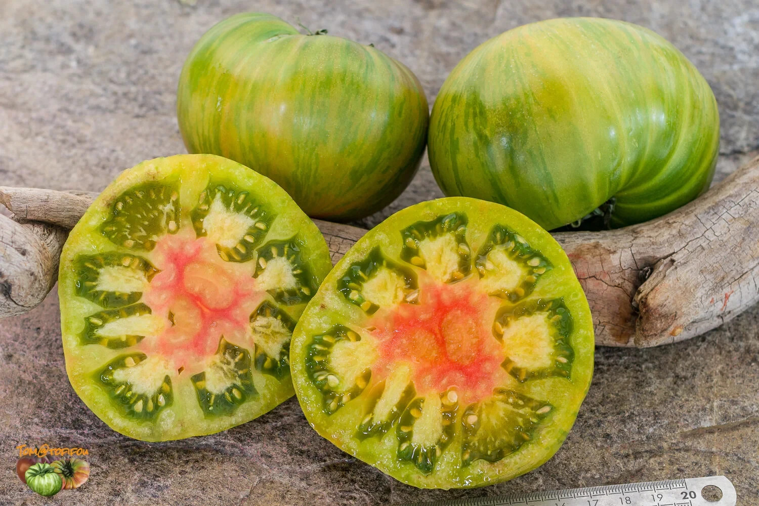10 seeds Dwarf Peppermint Stripes Tomato ORGANIC Rare DTP