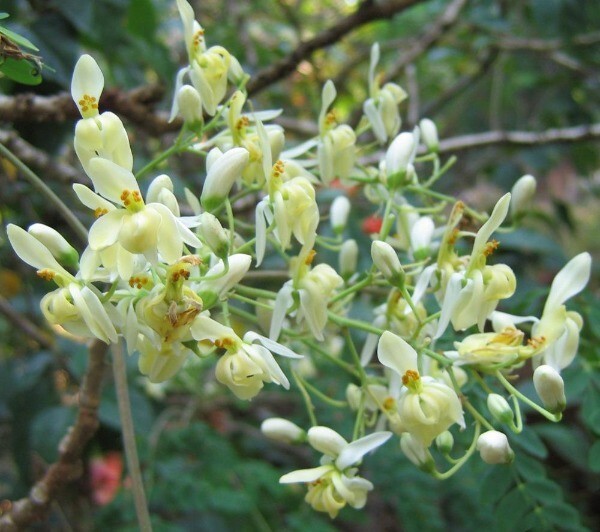 Moringa oleifera | Miracle Tree | Drumstick Tree | Horseradish Tree | 25 Seeds