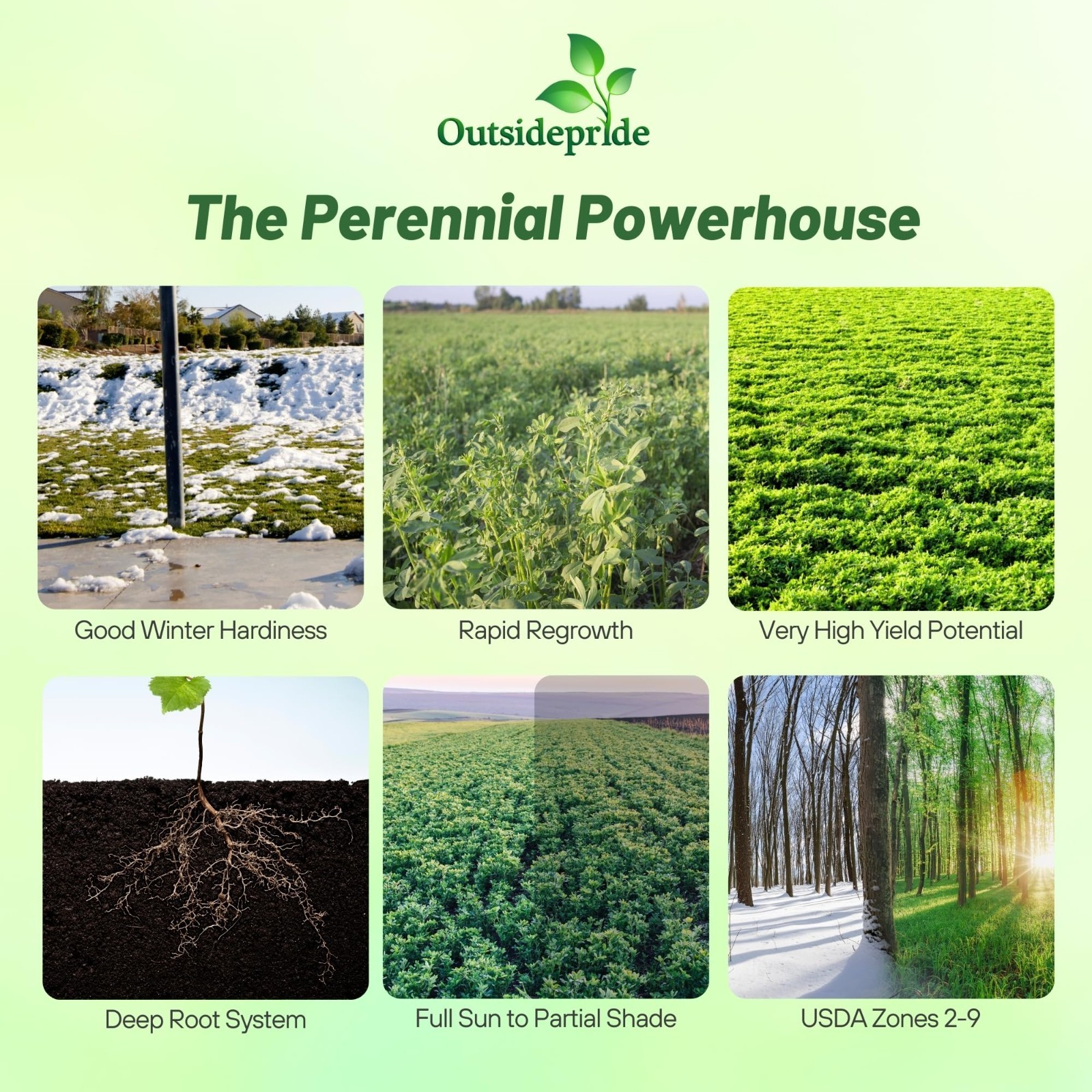 High Yield Perennial Alfalfa Seeds – 10 lbs Nitrocoated, Inoculated Forage Legum
