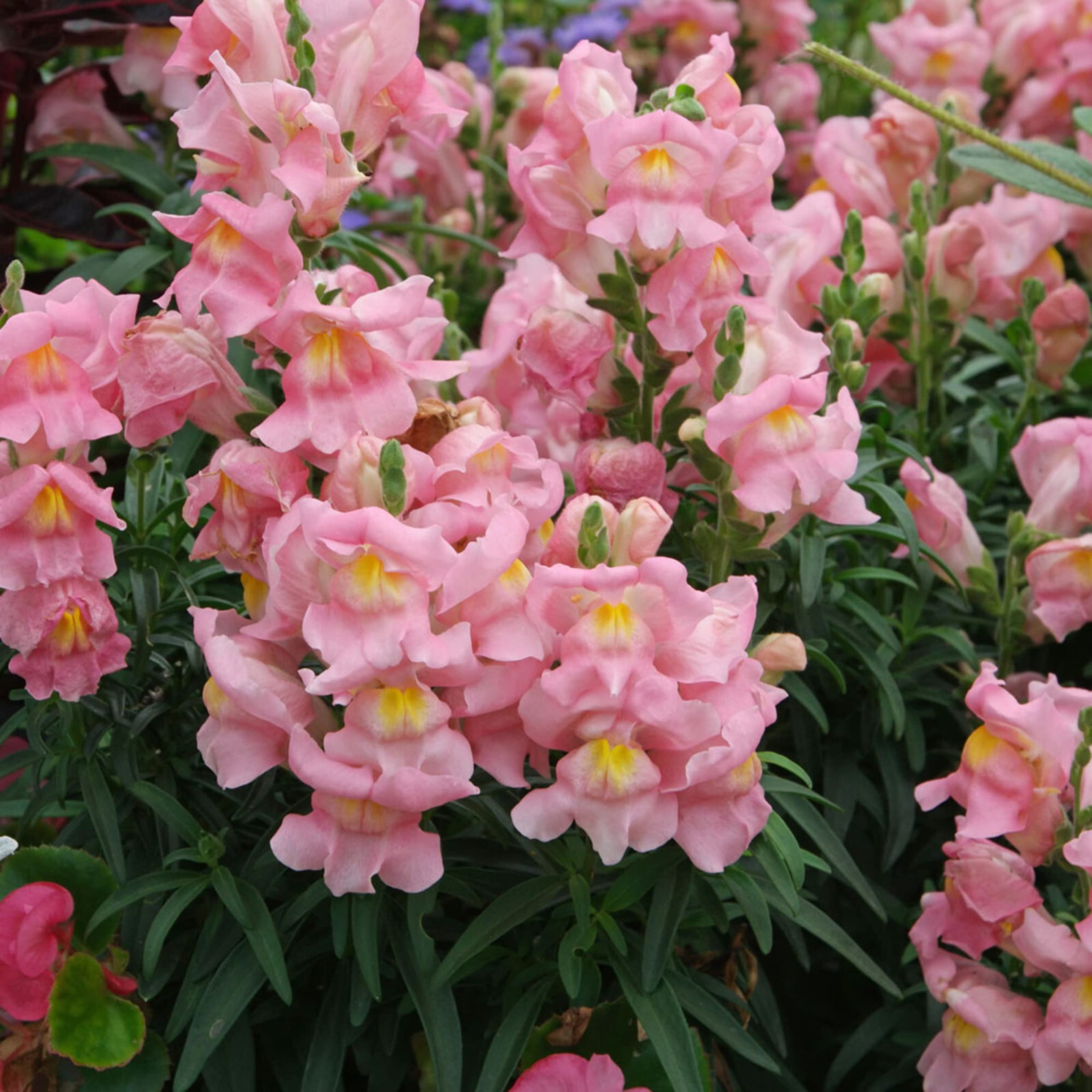 Appleblossom / Apple Blossom Snapdragon Seeds | Non-GMO | Free Shipping | 1202