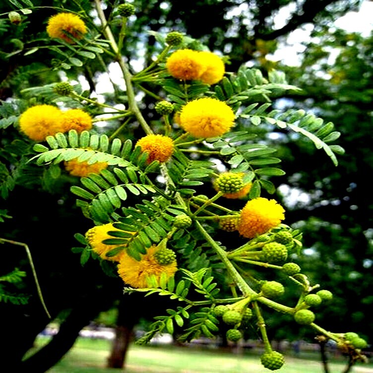 10 GOLDEN MIMOSA Tree Seeds Acacia baileyana Yellow Wattle Flower Fast Growing