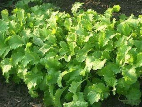 1000 BROWN MUSTARD Brassica Juncea Vegetable Herb Seeds *Flat S/H