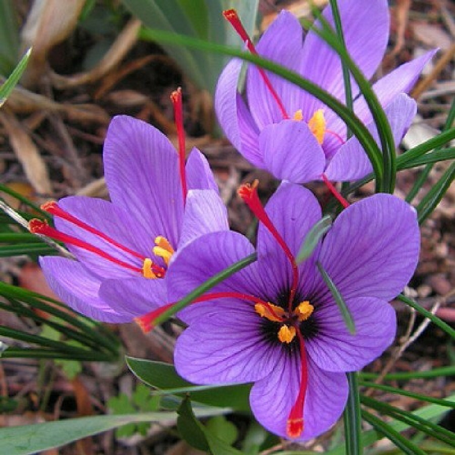 Saffron Spice live plant seed Fresh harvest Grade A Rare seedpack 25+ pack USA