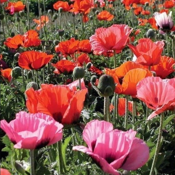 5,000+ Mixed Oriental Poppy Seeds Premium Perennial Giant Crepe-Paper Blossoms
