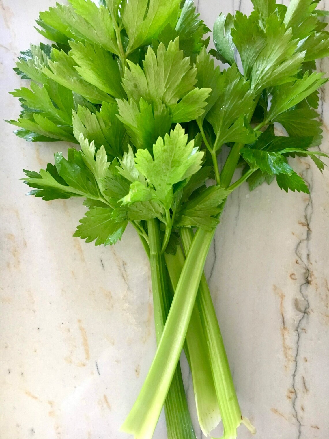 Tall Utah 52-70 Celery Seeds, NON-GMO, ORGANIC, HEIRLOOM – Free Shipping!