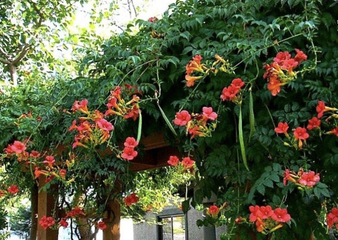 Red Trumpet Creeper, Hummingbird Vine, Campsis radicans, – 50 Seeds 2023 – USA