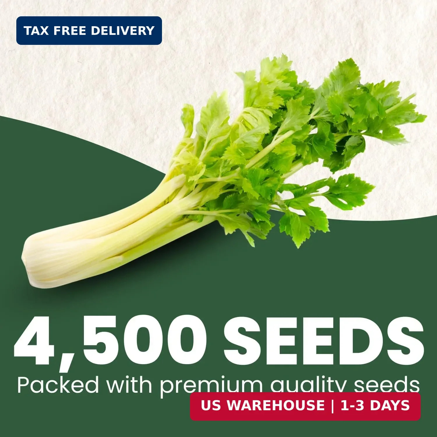 Celery Tall Utah – 4,500 Premium Seeds for Planting – Crisp, Aromatic, Slow-Bolt