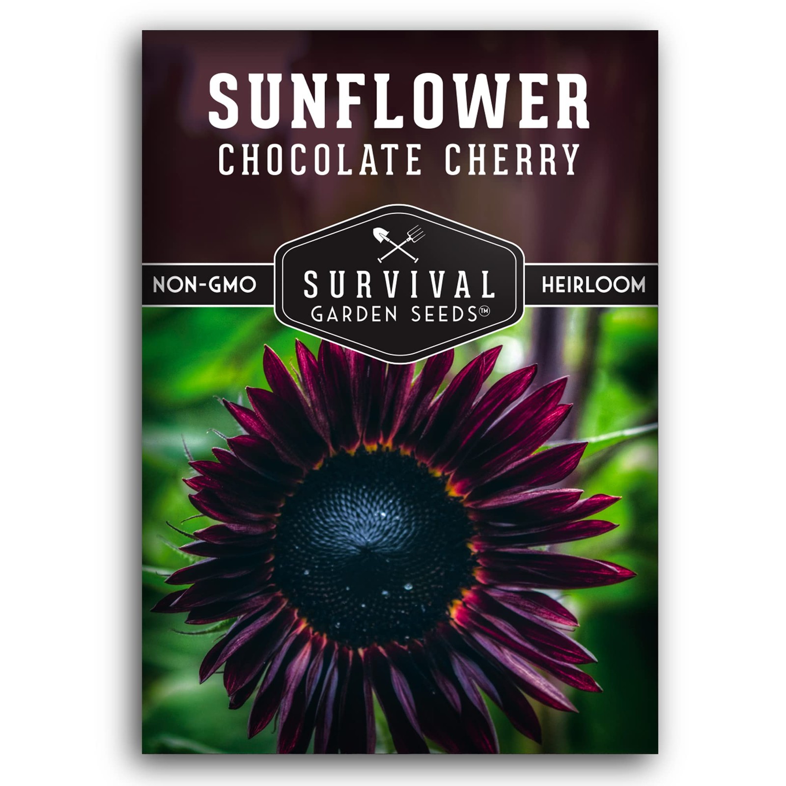 Chocolate Cherry Sunflower Seeds for Planting | Rare Burgundy Black Blooms, 6…
