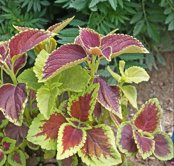 Coleus Blumei RAINBOW MIX Annual Perennial Shade Garden Non-GMO 500 Seeds